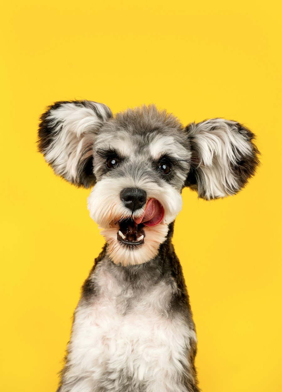 Pet Supply — floor / counter